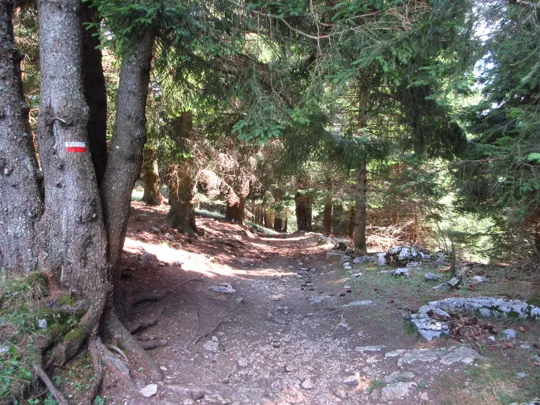 Dettaglio del sentiero