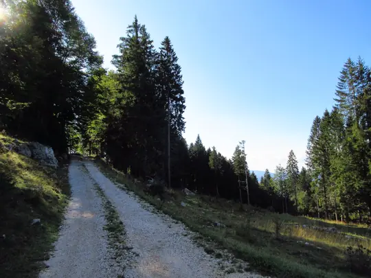 Strada sterrata tra gli abeti