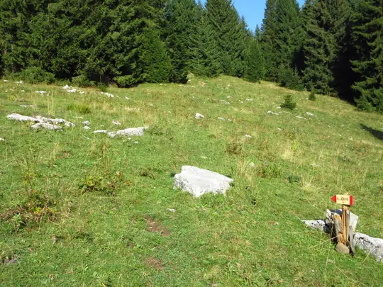 Segnavia e traccia erbosa tra gli abeti
