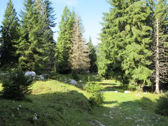 Discesa nel bosco lungo il sentiero