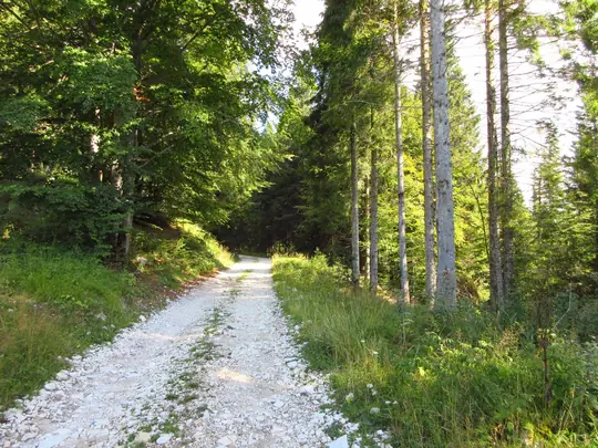 Strada forestale verso la Croce del Civello