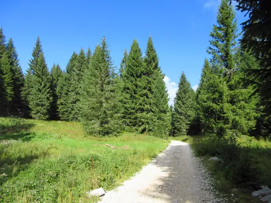 Strada in discesa nel bosco