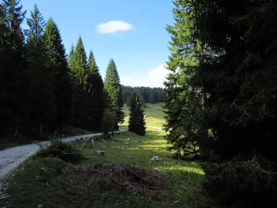 Uscita dal bosco verso i pascoli