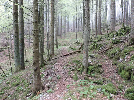 Monte Gusella - particolare del sentiero