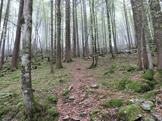 Monte Gusella - particolare del sentiero