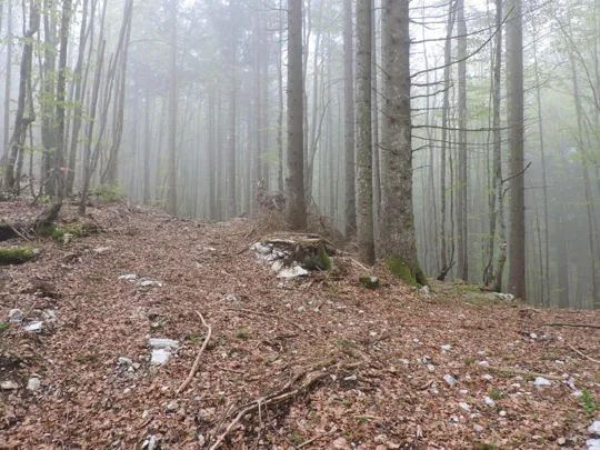 Monte Gusella - a destra siamo saliti, si prosegue dritti