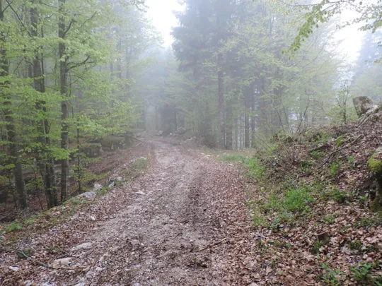 Monte Gusella - strada verso la baita