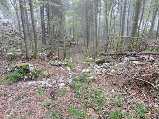 Monte Gusella - particolare del sentiero