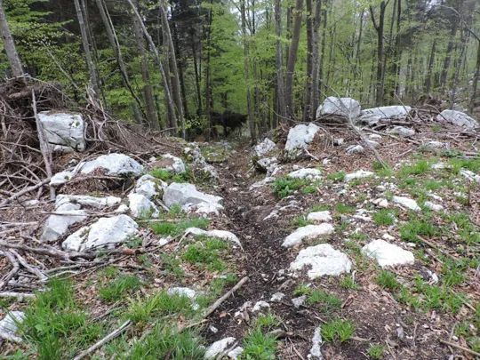 Monte Gusella - particolare del sentiero