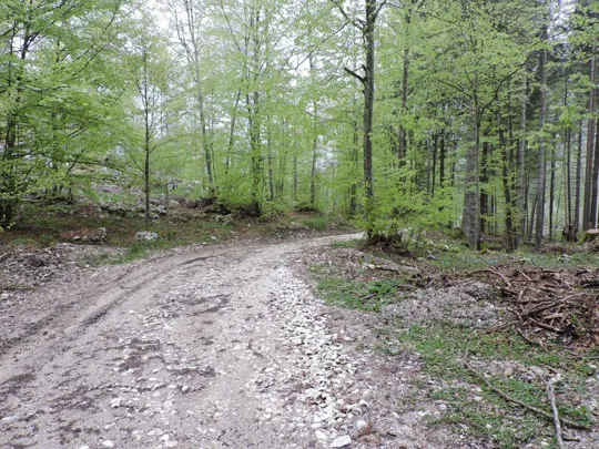 Monte Gusella - strada verso la malga
