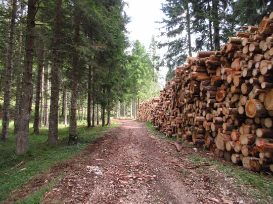 Dettaglio della strada e del lavoro di ripulitura del bosco