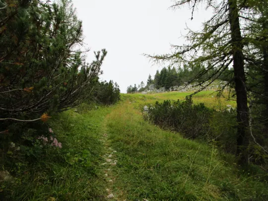 Nei pressi della prima radura