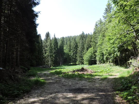 La radura, termine della strada