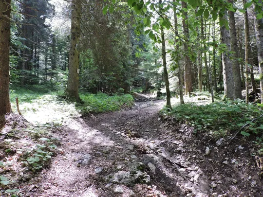 Dettaglio del sentiero in salita