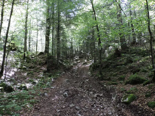 Dettaglio del sentiero in salita