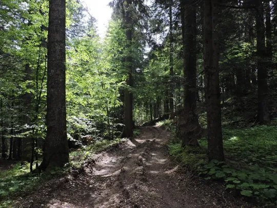 Dettaglio del sentiero