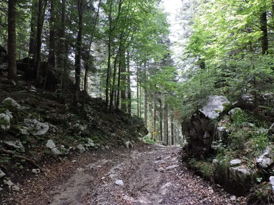 Dettaglio del sentiero