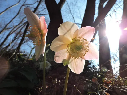 Rosa di Natale lungo il sentiero