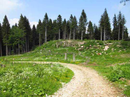 Bosco degli Ingegneri