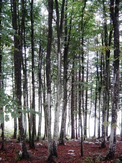 Monte Favaro - bosco