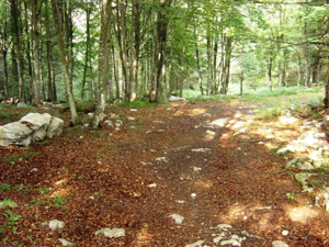 Monte Favaro - bosco