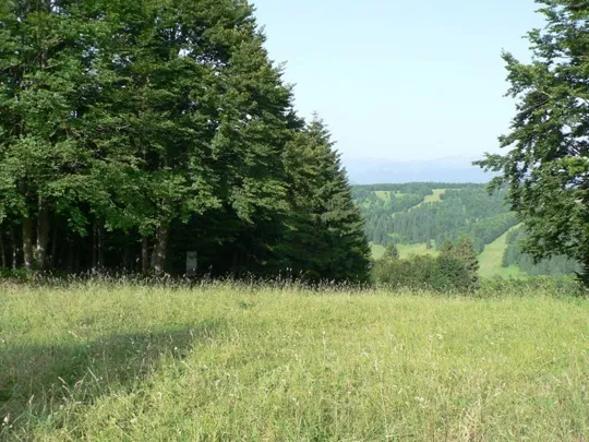 Monte Valbella - Boschetto che nasconde la trincea