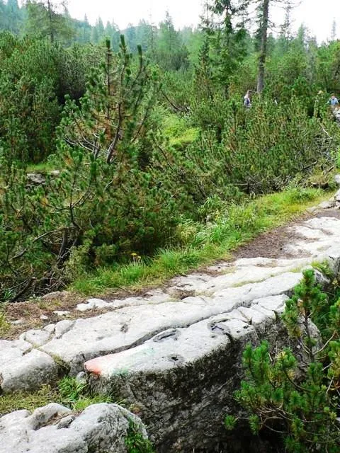 Monte Ortigara - Sentiero dal Lozze al baito Ortigara