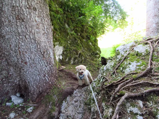 Dettaglio di un passaggio