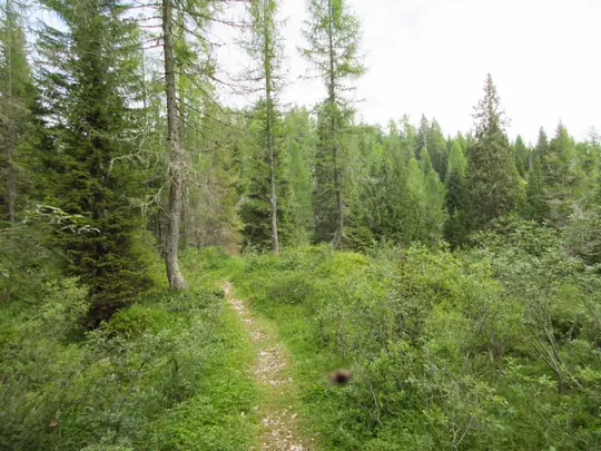 Dettaglio del sentiero