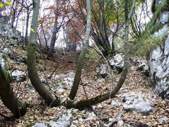 Novegno - Priforà - un gioco della natura