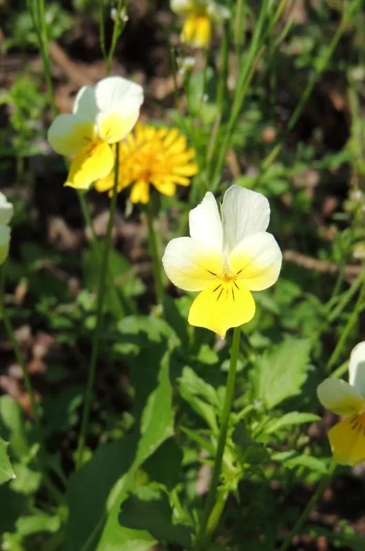 Rocca Pendice - Macro