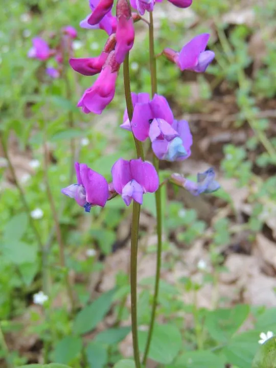 Rocca Pendice - Macro