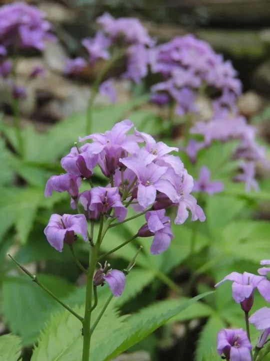 Rocca Pendice - Macro