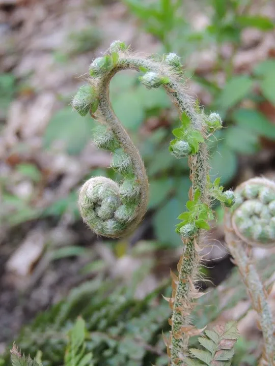 Rocca Pendice - Macro