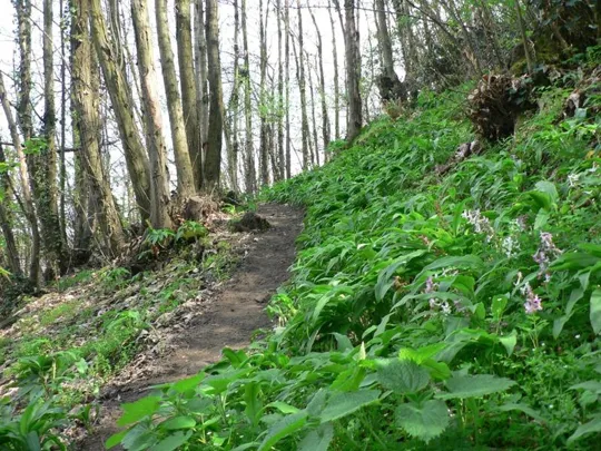 Rocca Pendice - Sentiero