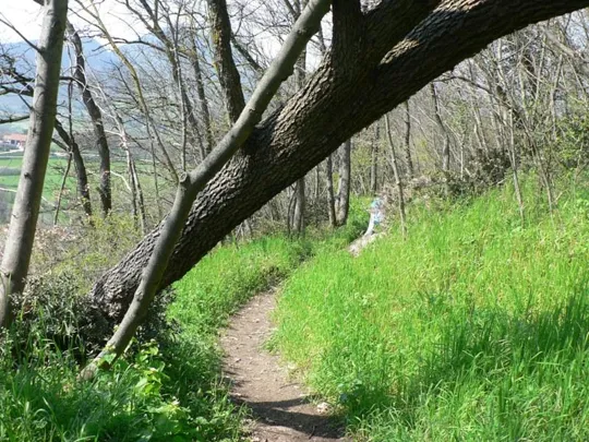 Rocca Pendice - Sentiero