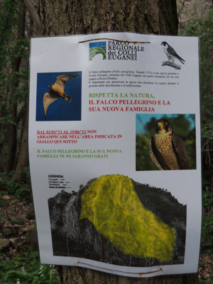 Rocca Pendice - Il Falco pellegrino