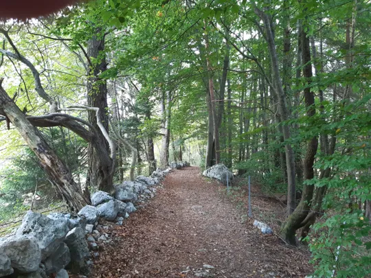 Verso la fine del bosco