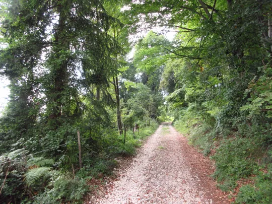 Dettaglio della strada forestale