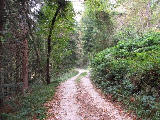 Dettaglio della strada forestale