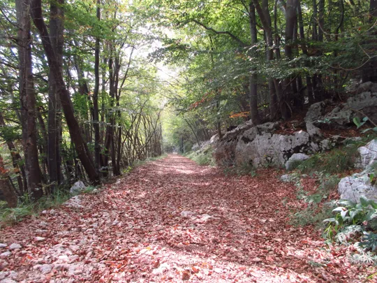 Dettaglio della strada forestale