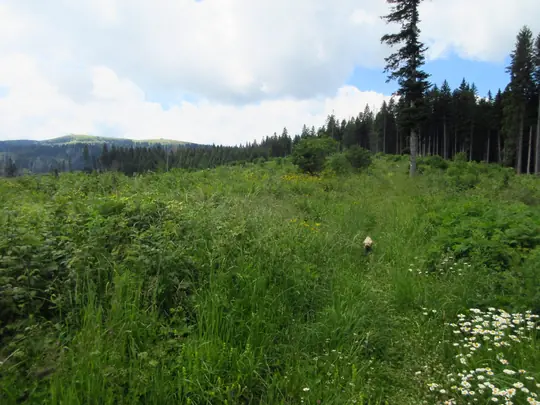 Monte Durer