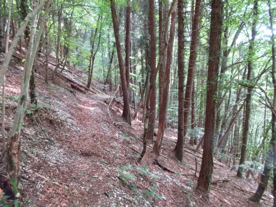 Dettaglio del sentiero