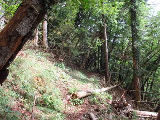 Dettaglio del sentiero