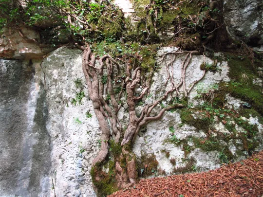 Parete con decorazione naturale