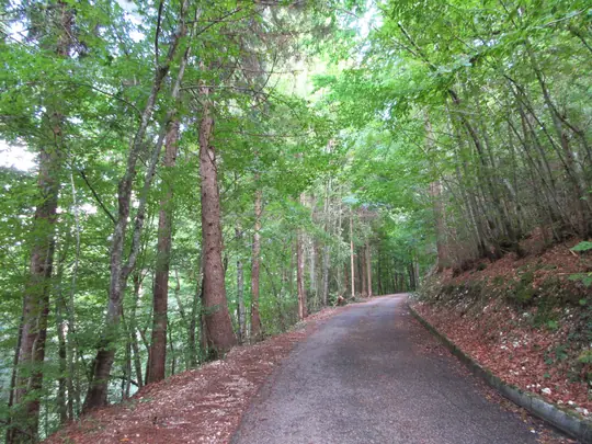 Strada nel bosco verso Valgoda