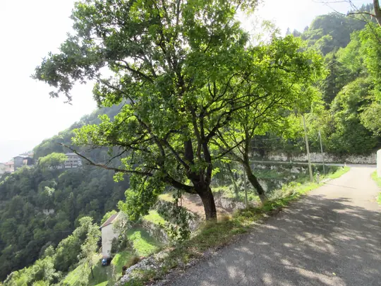 La strada verso Valgoda