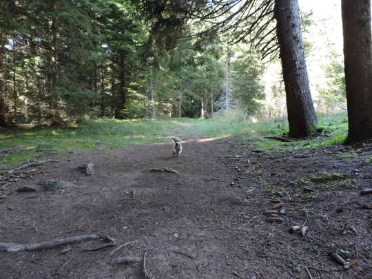 Come si corre bene nel bosco!