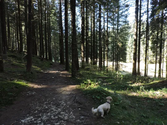 Ancora non si vede, ma l'orso è di là!