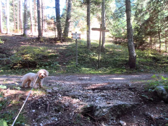 Immissione sulla strada, proseguire a sinistra